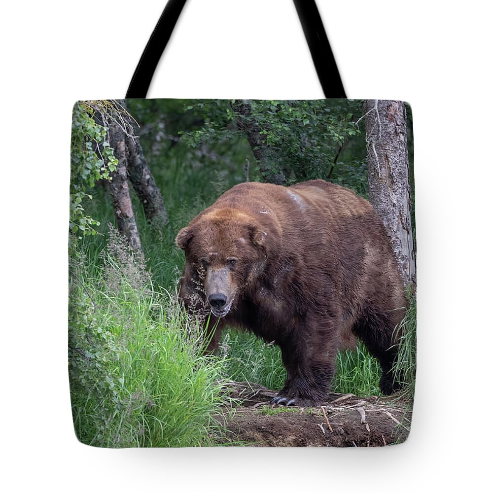 Bear Tote Bag featuring the photograph 747 by Randy Robbins