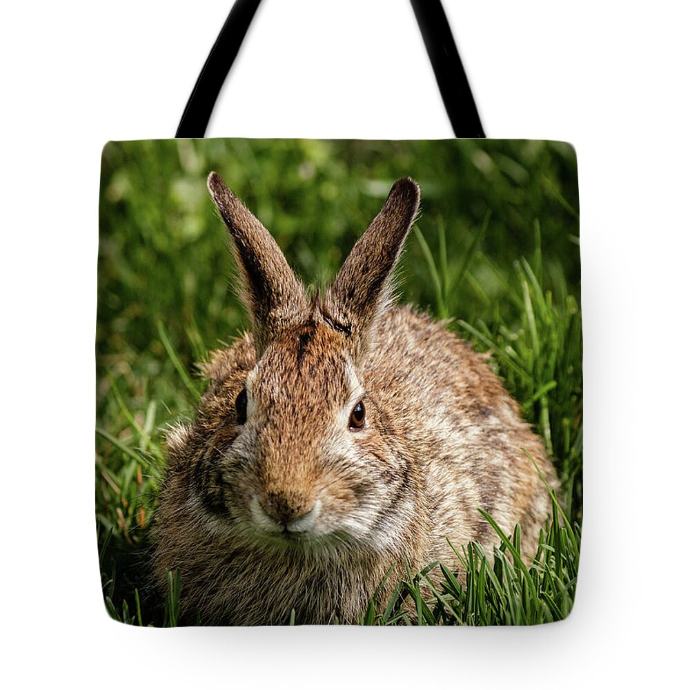 Cottontail Tote Bag featuring the photograph Eastern Cottontail rabbit #8 by SAURAVphoto Online Store