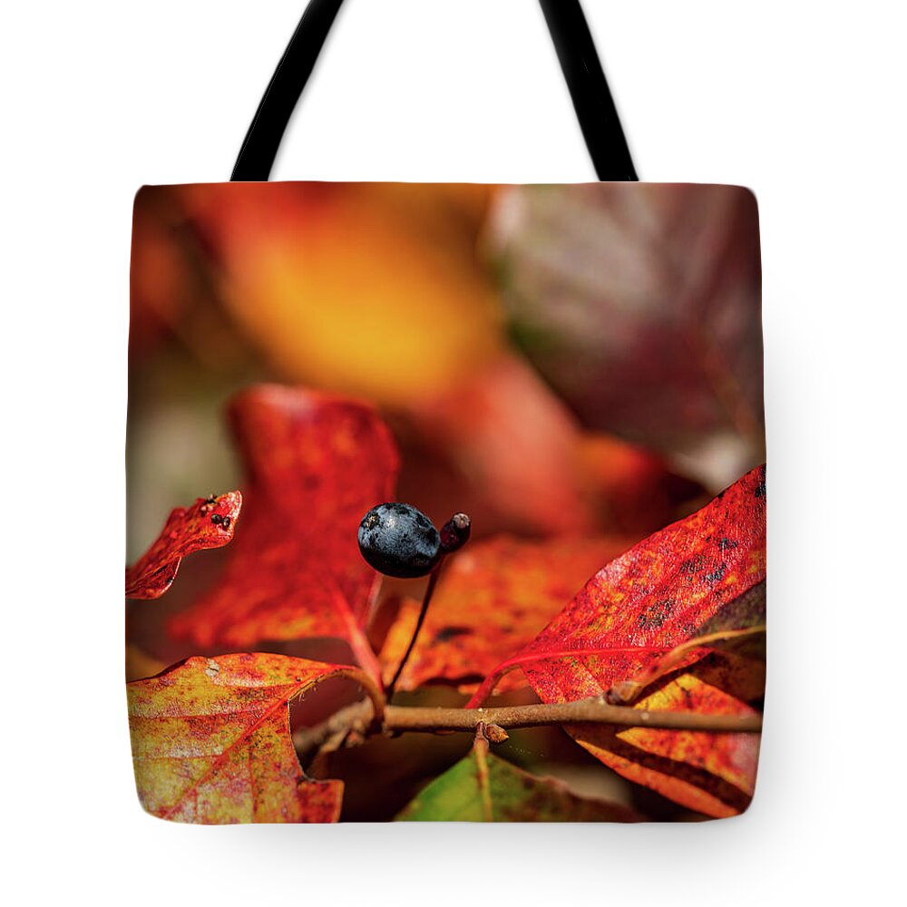 Plants Tote Bag featuring the photograph Nature Photography - Fall Leaves #9 by Amelia Pearn