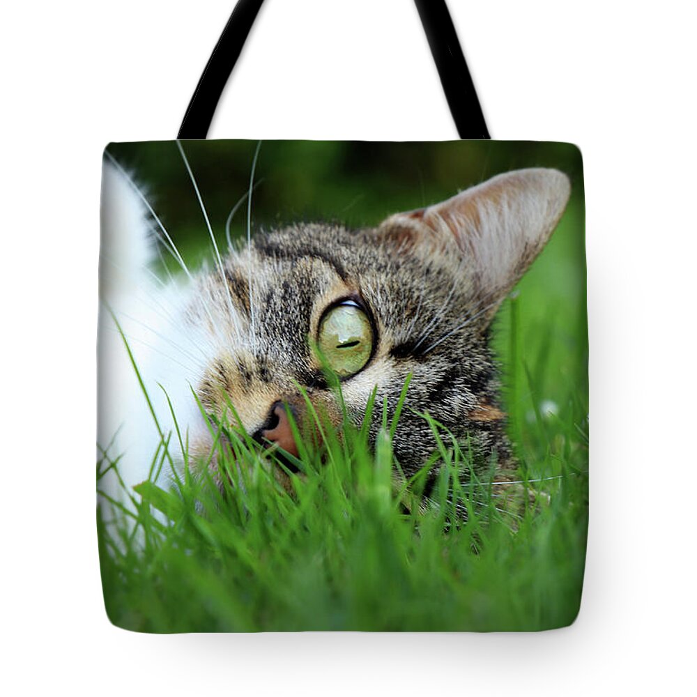 Domestic Cat Tote Bag featuring the photograph Gaze of a domestic cat by Vaclav Sonnek