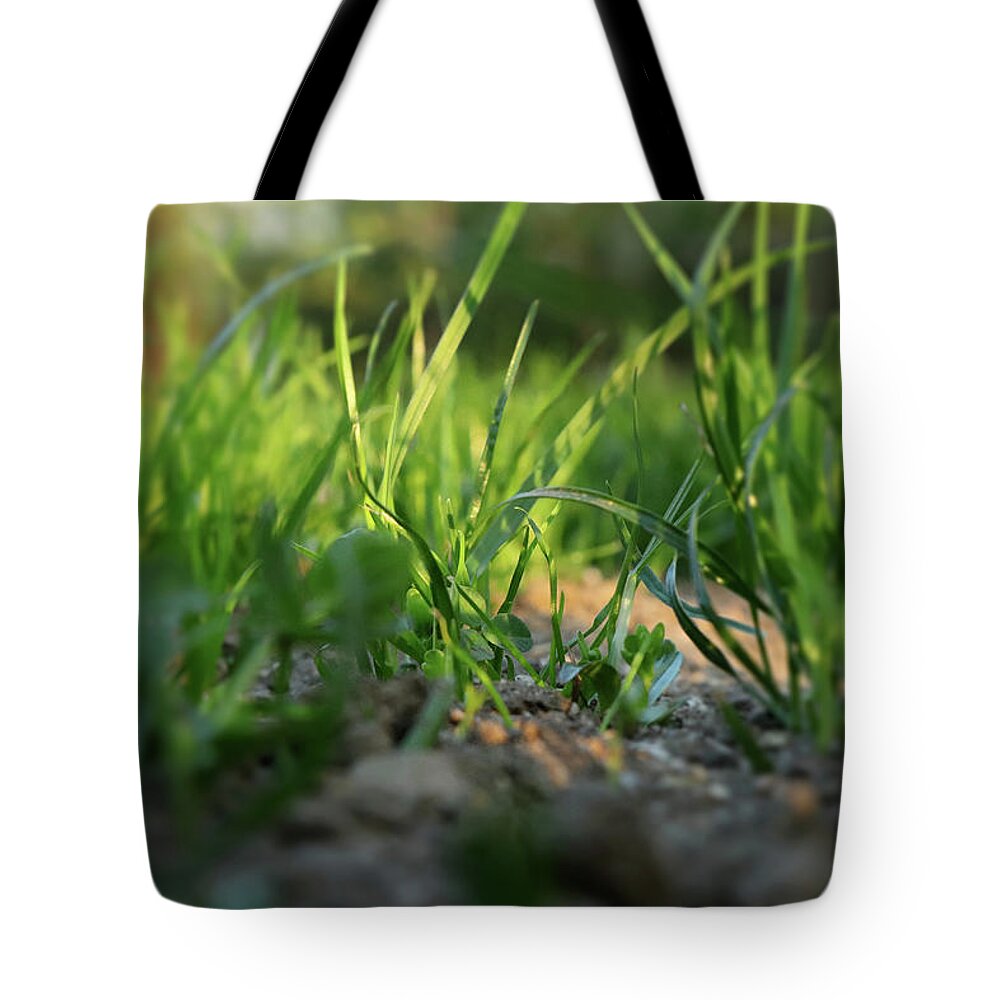 Breathtaking Atmopshere Tote Bag featuring the photograph A beautiful corridor of new grass with shadow and sunshine in our garden. Middle is sharp but rest is in blur by Vaclav Sonnek