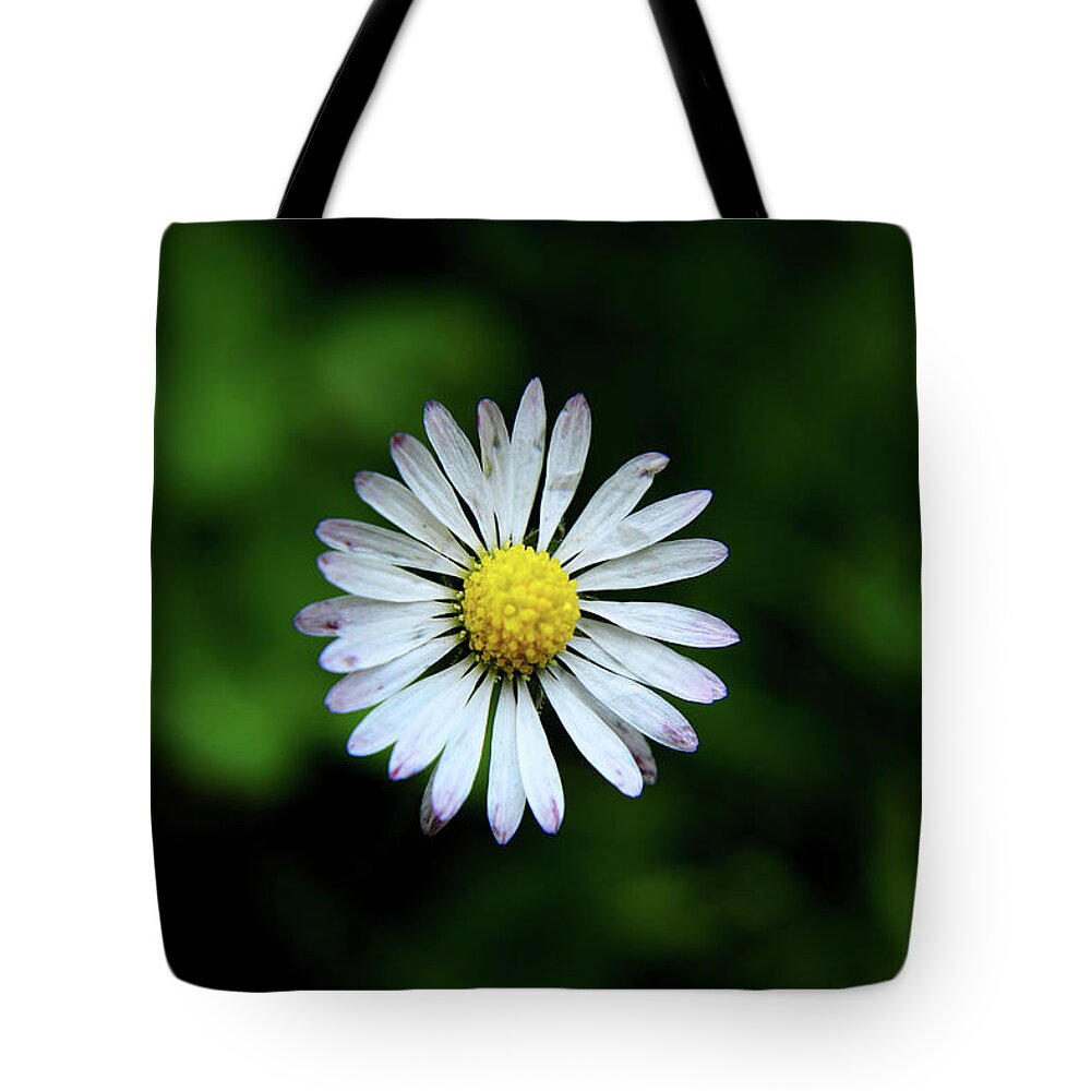 Bellis Perennis Tote Bag featuring the photograph Beautiful Bellis Perennis in grass by Vaclav Sonnek