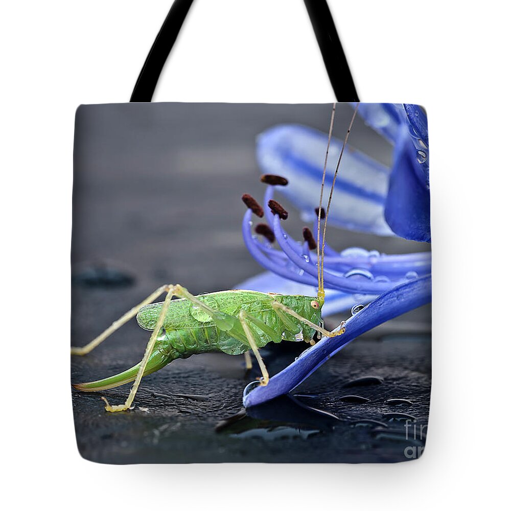 Beauty Beast Cricket Agapanthus Flower Insect Green Drinking Feeding Blue Action Macro Close Up Delightful Nature Beautiful Fantastic Magical Poetic Colorful Vivid Bright Humor Funny Fun Bizarre Thirsty Water Drops Climbing Climber Dew Tote Bag featuring the photograph A BEAUTY AND A BEAST- the climber by Tatiana Bogracheva