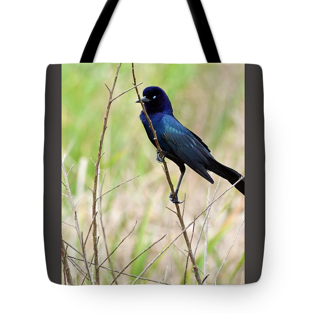 A Boat Tailed Grackle Holding On Tote Bag featuring the photograph A Boat Tailed Grackle Holding On by Warren Thompson