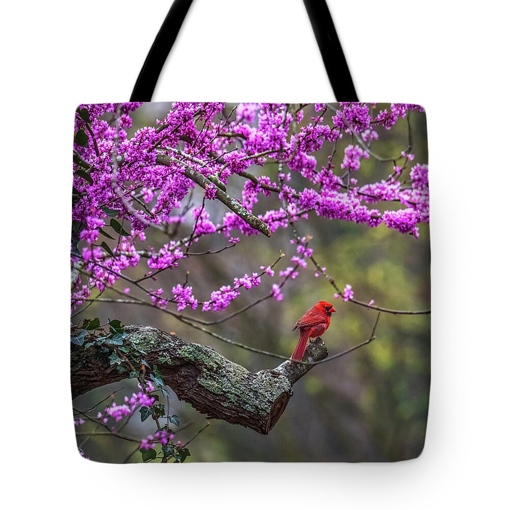 Cardinal Tote Bag featuring the photograph A Cardinal and a Redbud Tree by Rachel Morrison