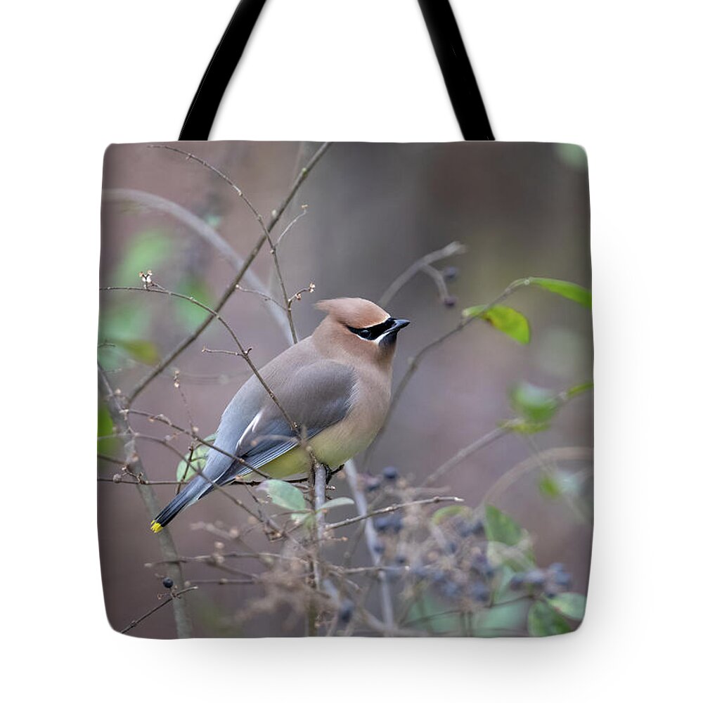 Cedar Waxwing Tote Bag featuring the photograph A Cedar Waxwing on a Perch by Rachel Morrison