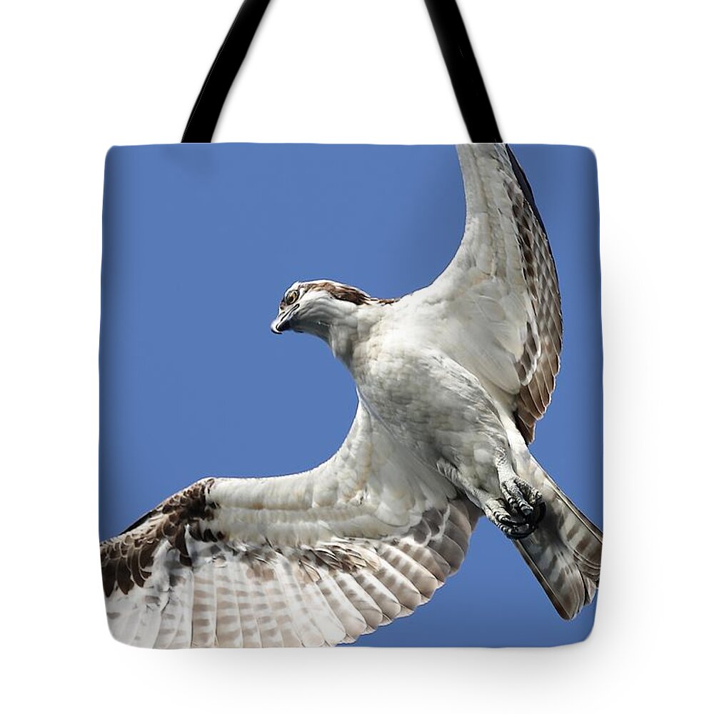 Osprey Tote Bag featuring the photograph A Close-Up of Osprey by Mingming Jiang