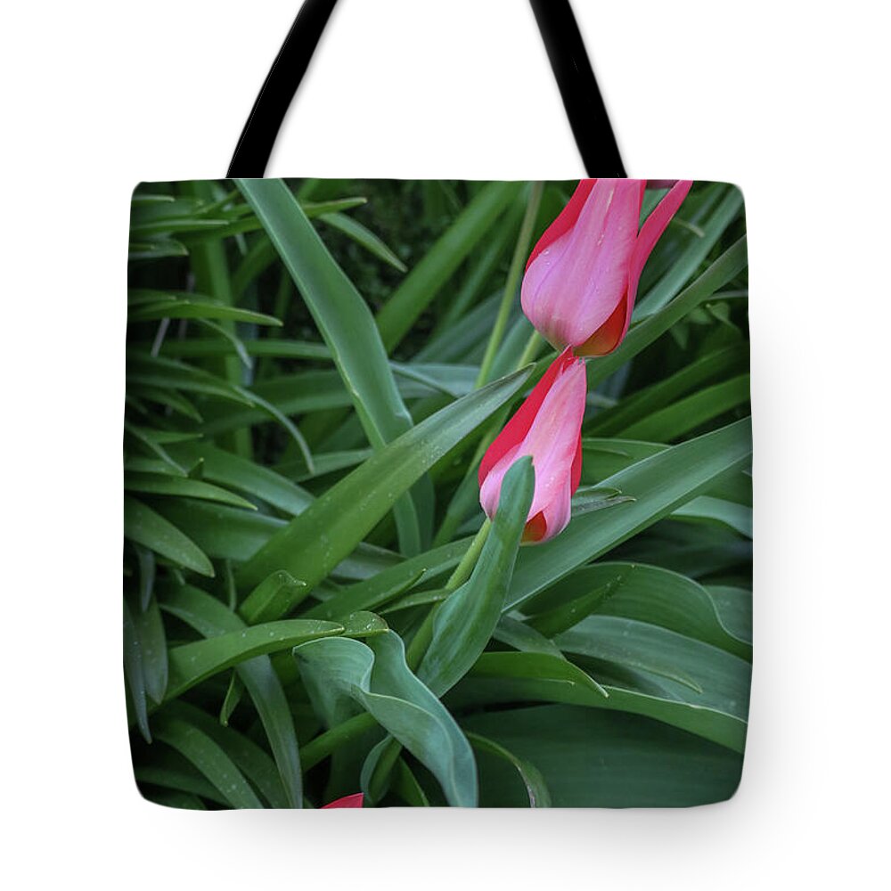 Red Tote Bag featuring the photograph A colorful lineup by D Lee