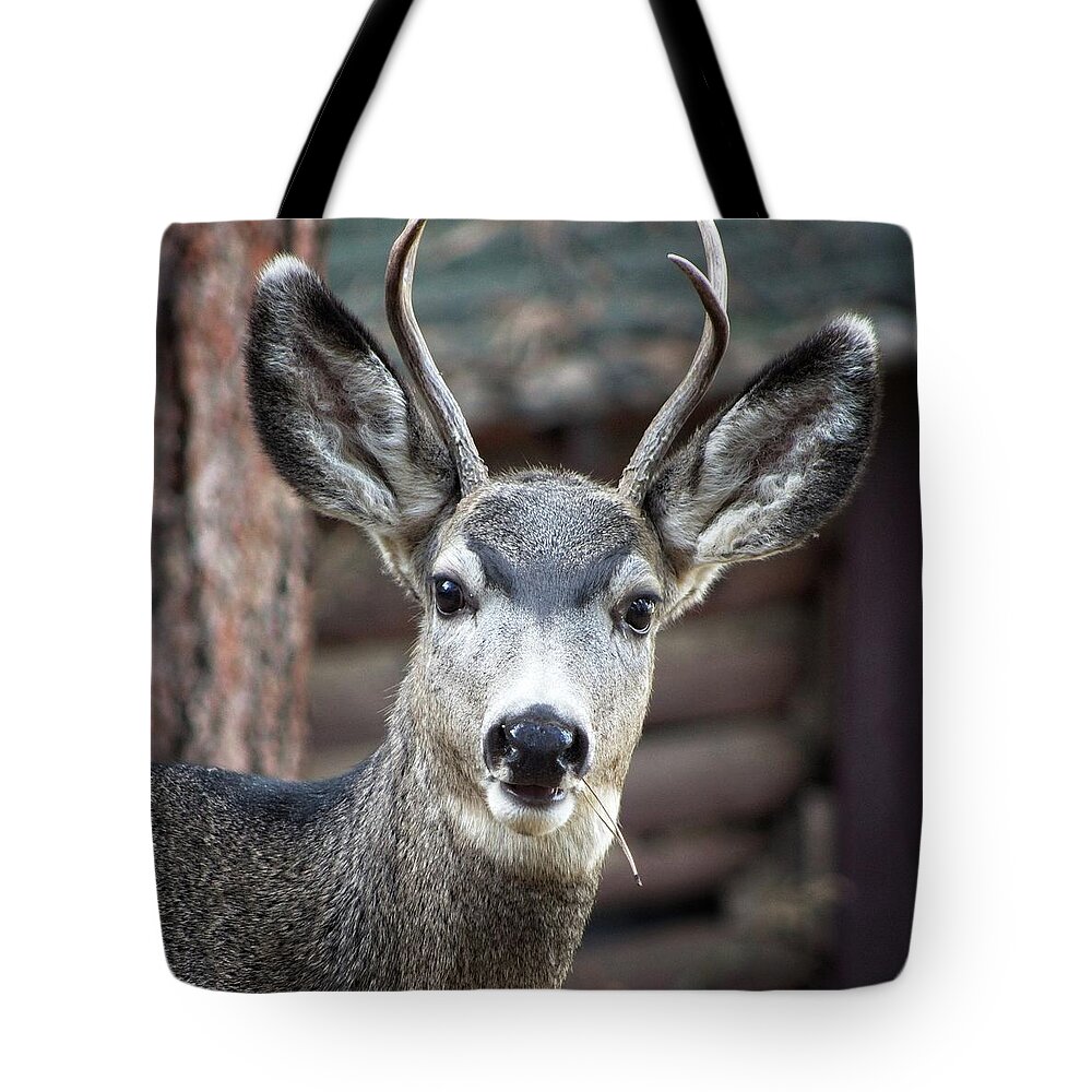 Rack Tote Bag featuring the photograph A Curious Deer by Loren Gilbert