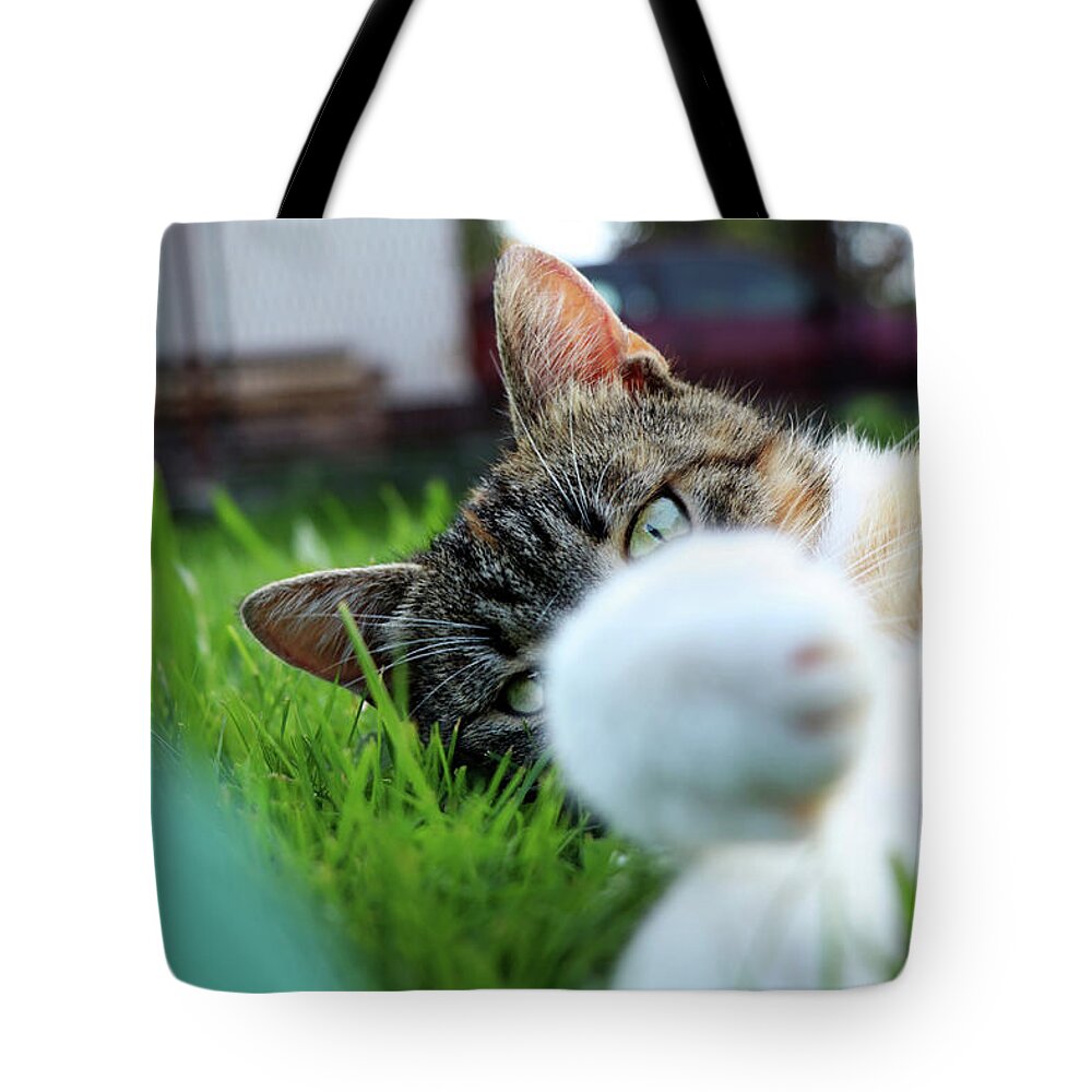 Golden Hour Tote Bag featuring the photograph Cat head looking from behind her paws and look right to camera. by Vaclav Sonnek