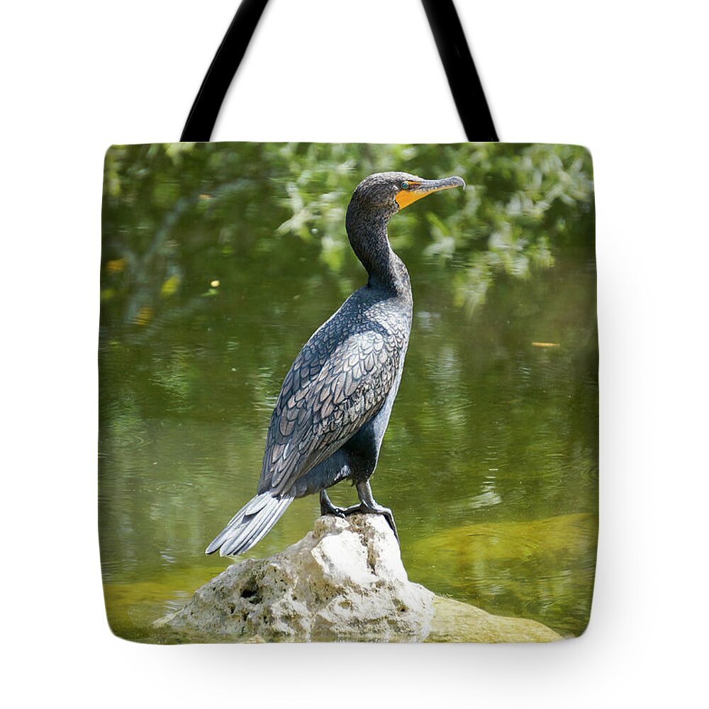 Big Cypress National Preserve Tote Bag featuring the photograph A double-crested cormorant rests on a rock in the Florida Evergl by William Kuta