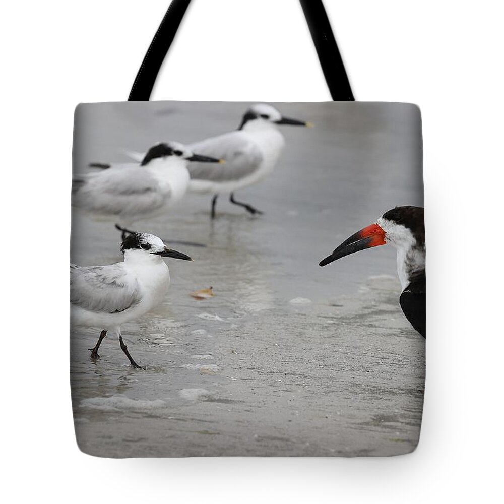 Terns Tote Bag featuring the photograph A Friendly Encounter by Mingming Jiang