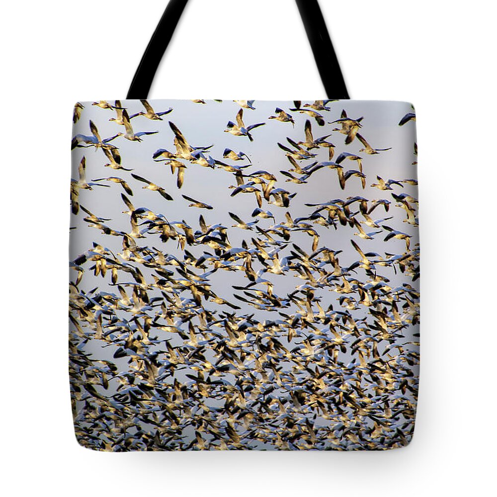 Snow Geese Tote Bag featuring the photograph A Gregarious Gaggle of Snow Geese in Mount Vernon by Sea Change Vibes