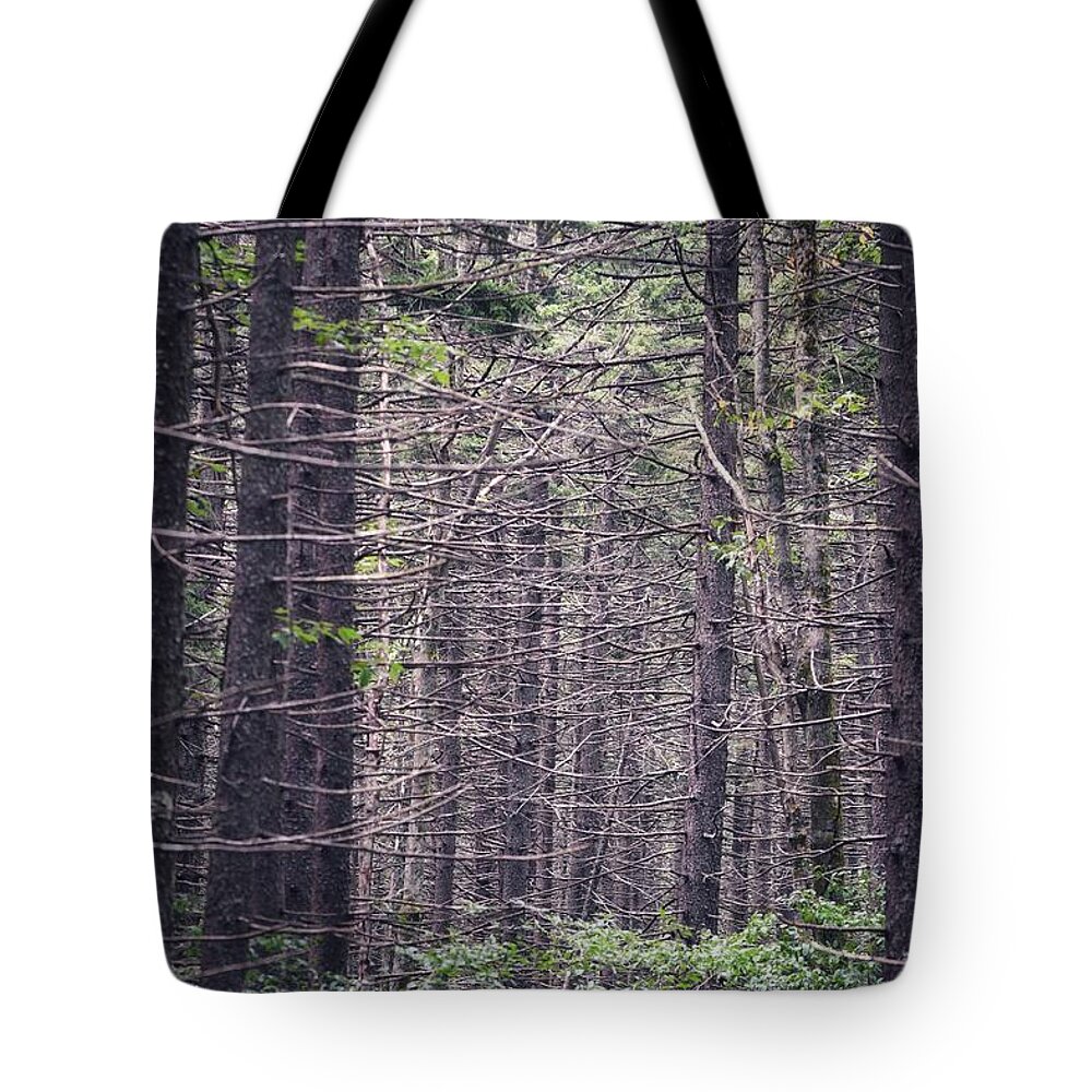 Photo Tote Bag featuring the photograph A Look Through the Spruce by Evan Foster