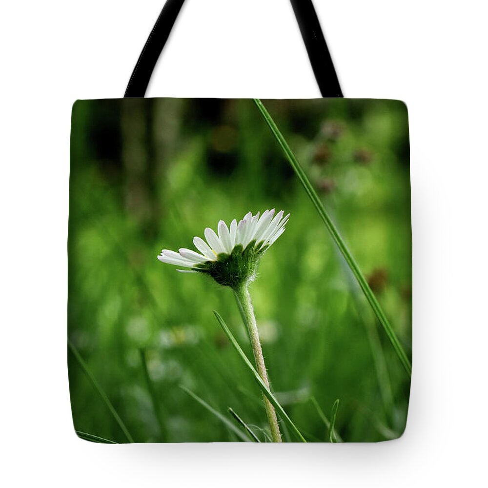 Bellis Perennis Tote Bag featuring the photograph A one daisy in the middle of grassland. View is from down heading up. Springtime and summer come to our lands by Vaclav Sonnek