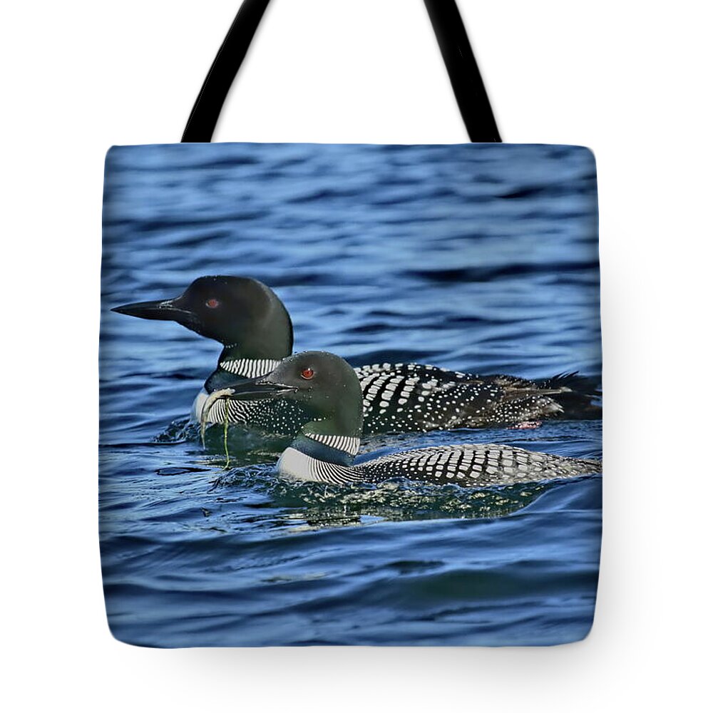 Bird Tote Bag featuring the photograph A Pair of Loons by Dale Kauzlaric