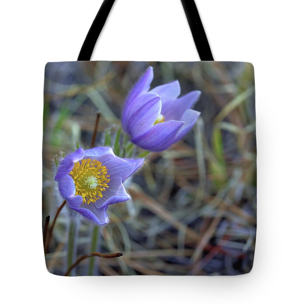 Pasque Flowers Tote Bag featuring the photograph A Pair of Pasque Flowers by Bob Falcone