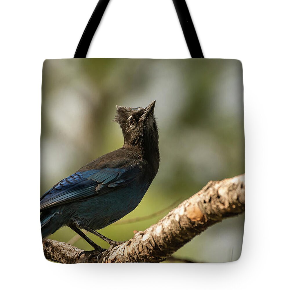 Montana Tote Bag featuring the photograph A Poised Steller's Jay by Constance Puttkemery