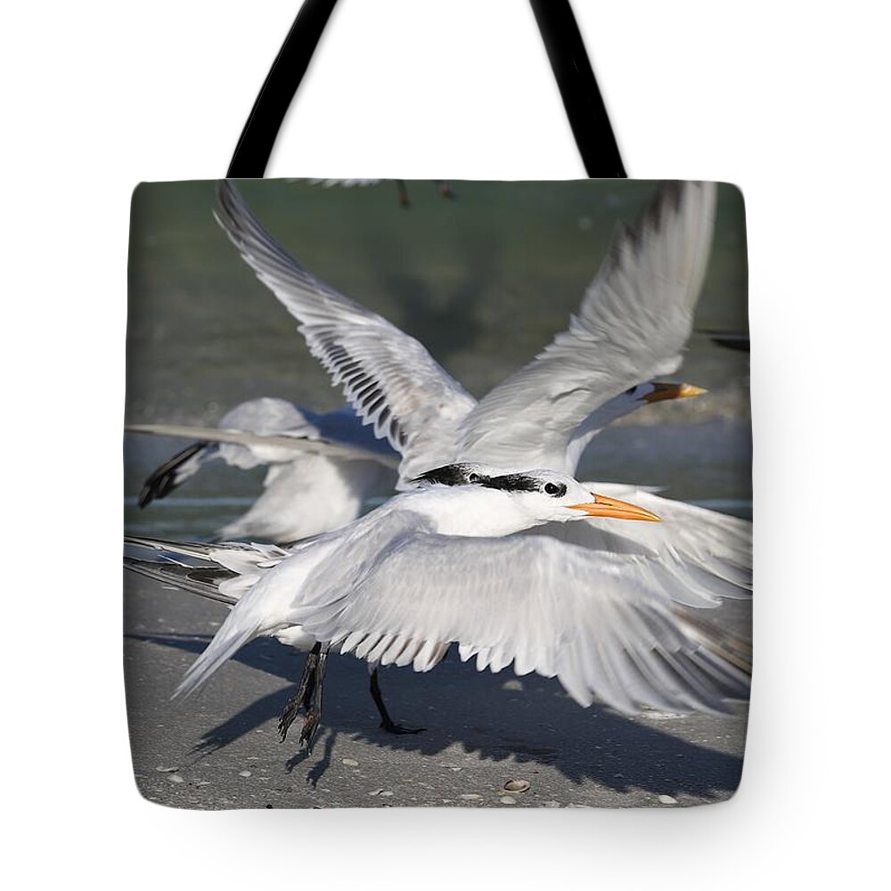 Royal Terns Tote Bag featuring the photograph A Show of Wings by Mingming Jiang
