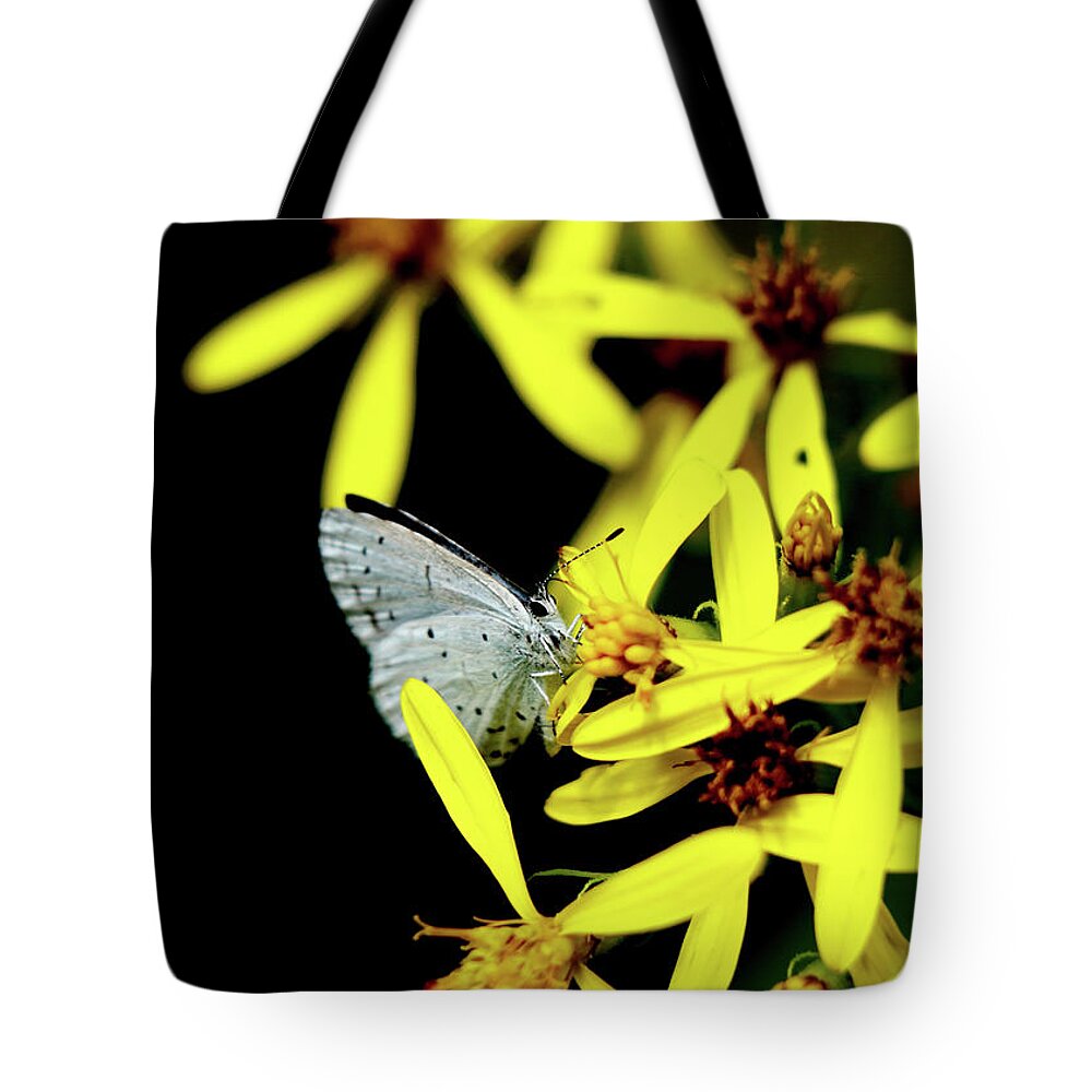 Celastrina Argiolus Tote Bag featuring the photograph Butterfly Holly blue on yellow flower by Vaclav Sonnek