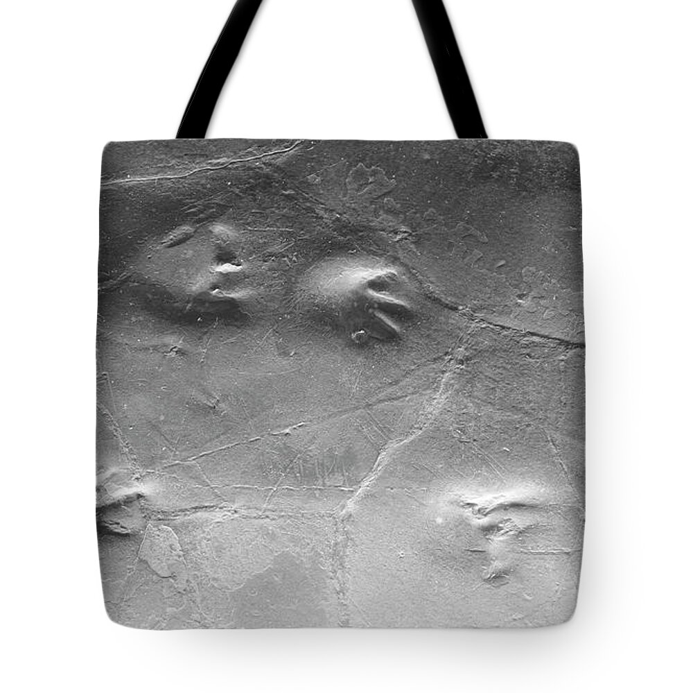Amphibian Tote Bag featuring the photograph A stone book by Karine GADRE