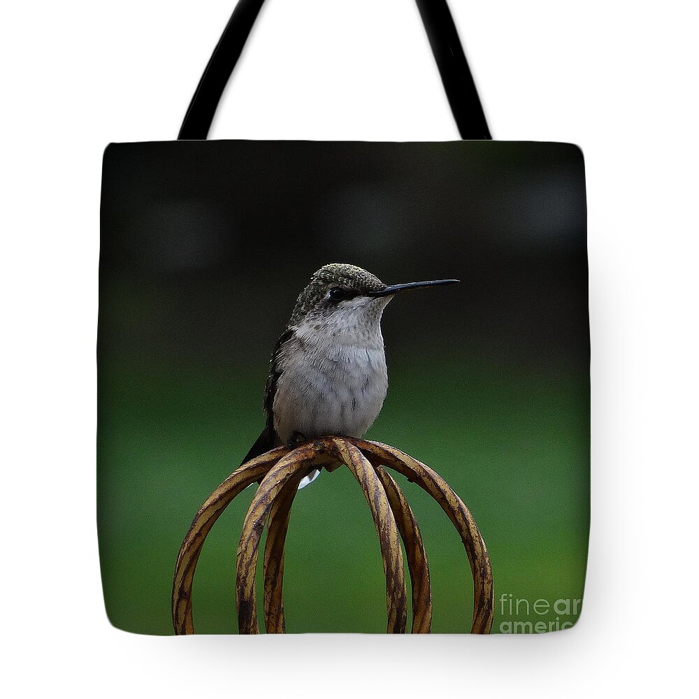 5 Star Tote Bag featuring the photograph A Sunday Pose by Christopher Plummer