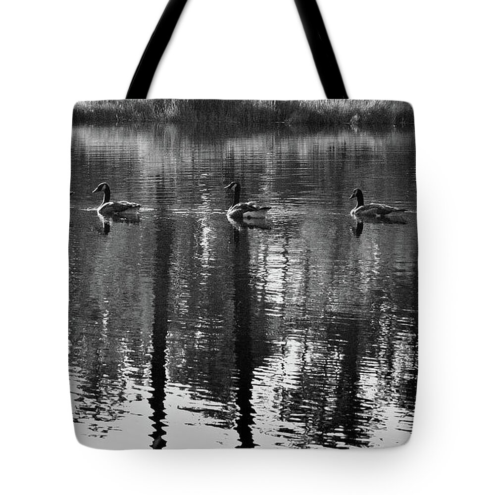 Geese Tote Bag featuring the photograph A Swim in the Pond by George Taylor
