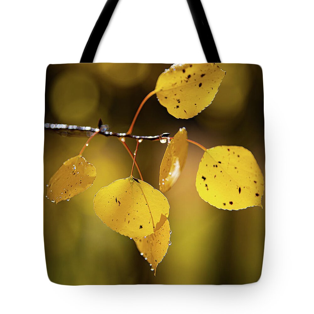 Colorado Tote Bag featuring the photograph A Symbol of Fall by David Downs