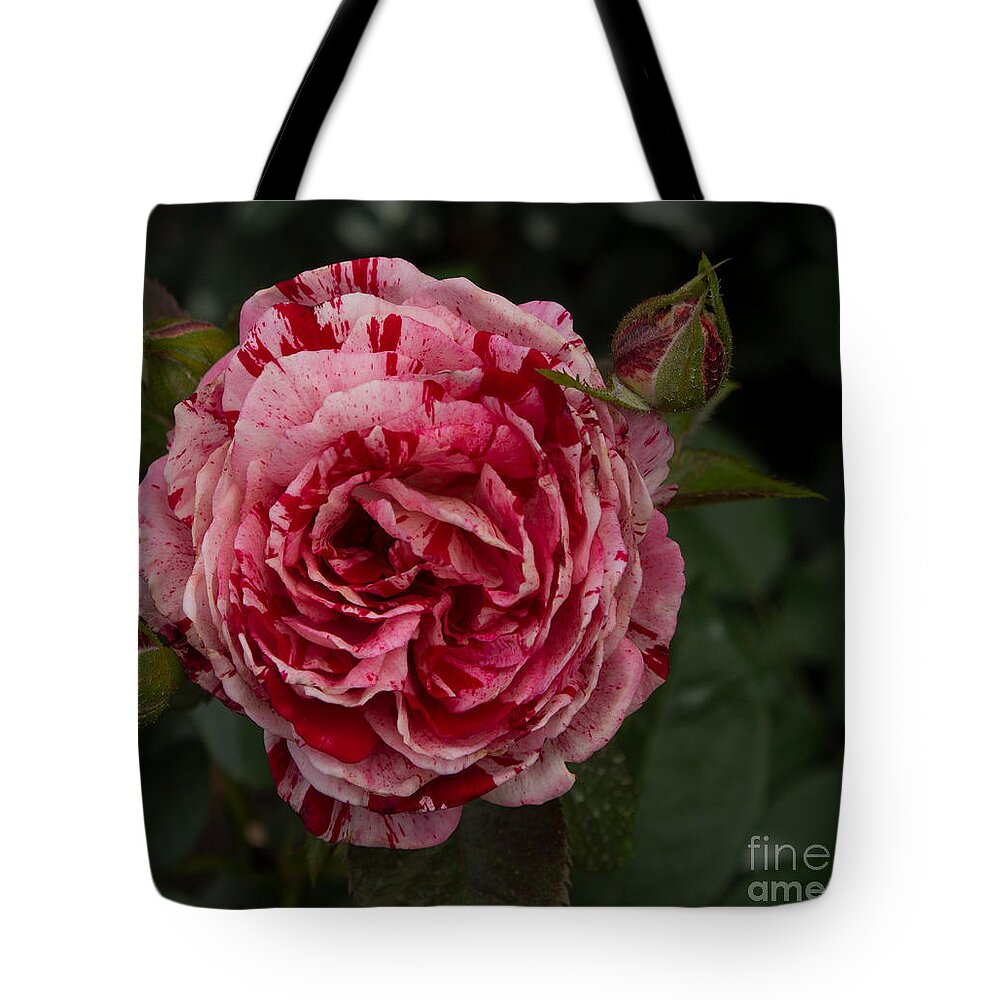 Rose Tote Bag featuring the photograph A Variegated Pink and Red Rose by L Bosco