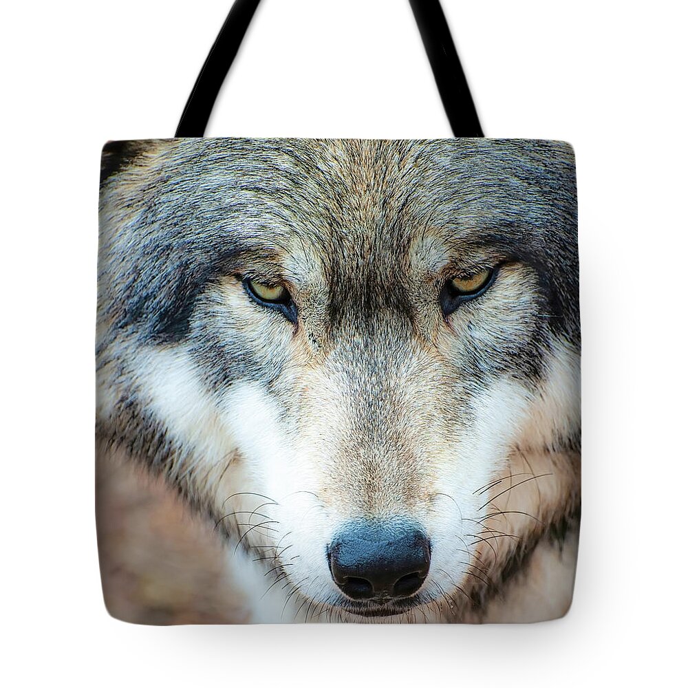 Wolf Tote Bag featuring the photograph A Wolf's Intimidating Stare by Gary Slawsky