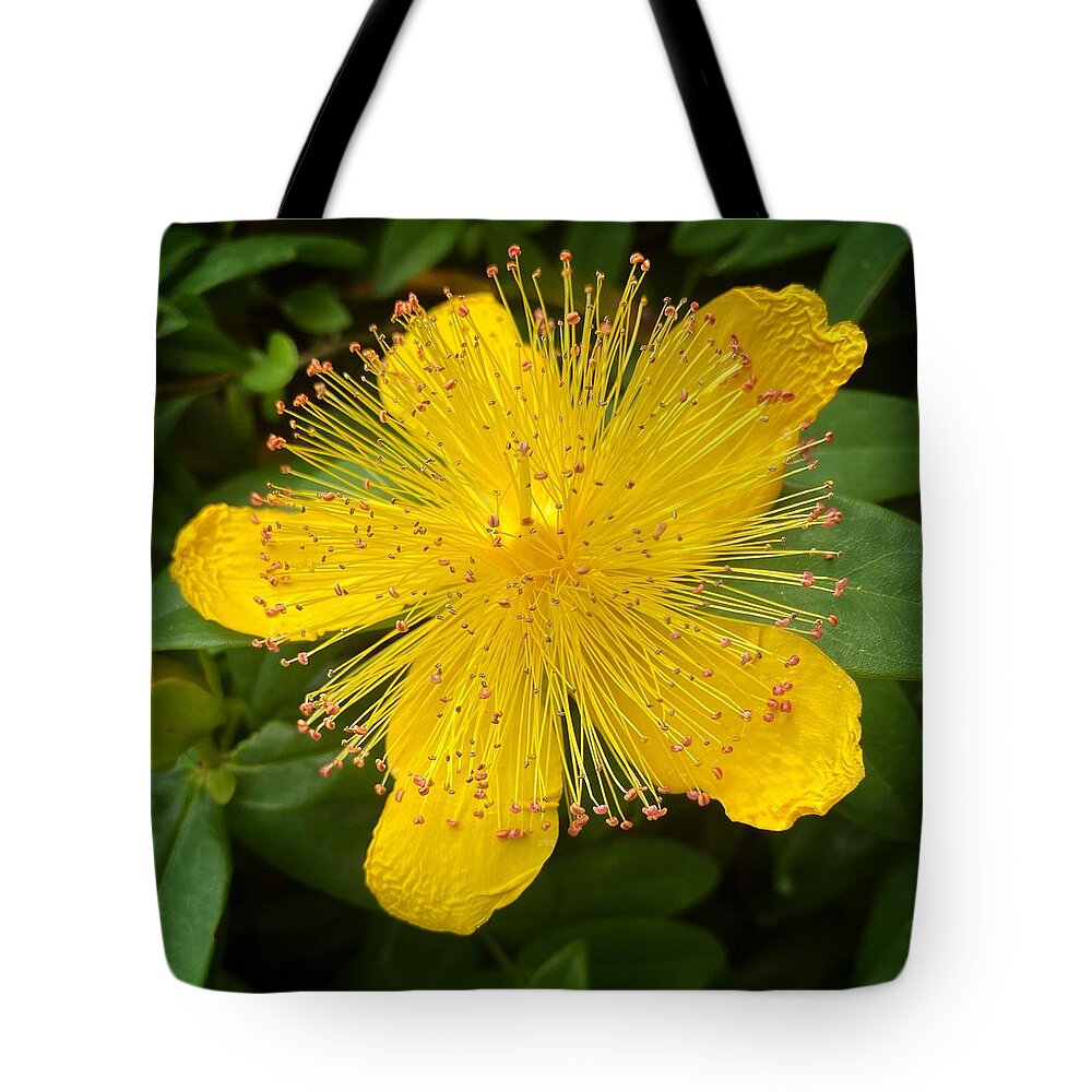 Flower Tote Bag featuring the photograph Aaron's Beard by Jerry Abbott