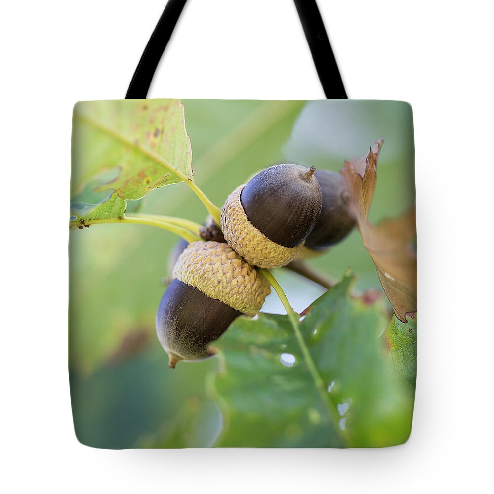 Acrons Tote Bag featuring the photograph Acorns by David Beechum