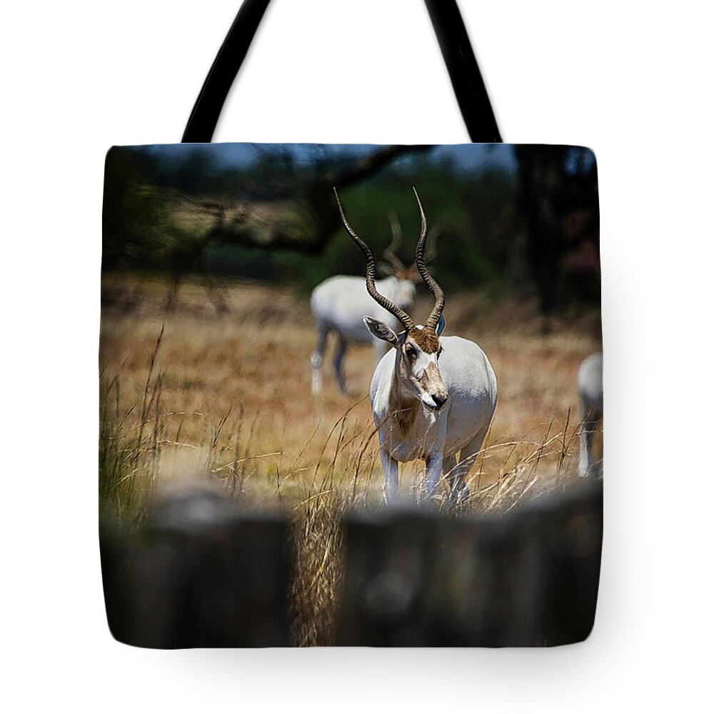 Addax Tote Bag featuring the photograph Addax Antelope by Rene Vasquez
