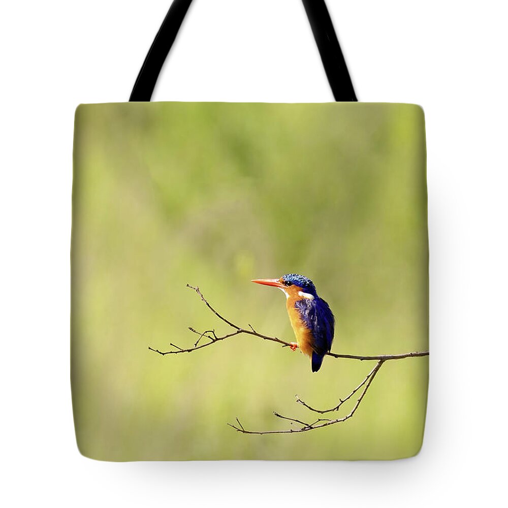 Malachite Tote Bag featuring the photograph Adult malachite kingfisher, corythornis cristatus, perched on a by Jane Rix