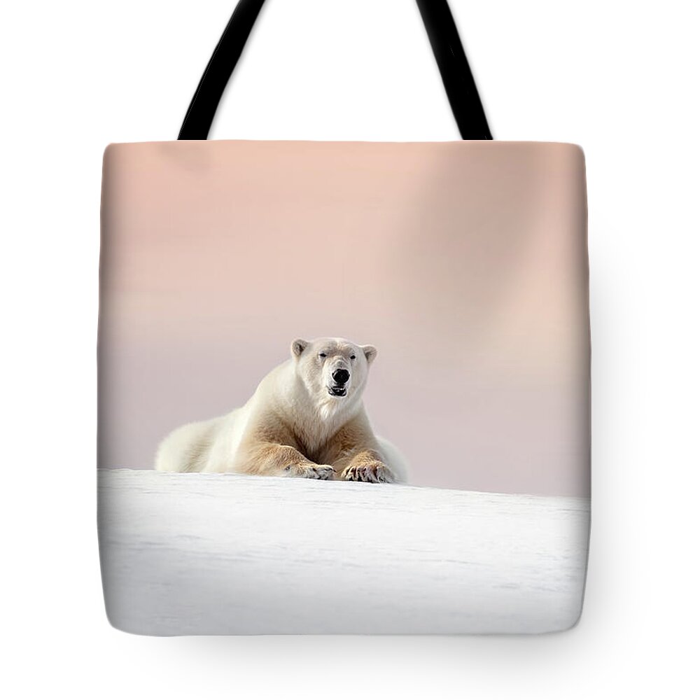 Wild Tote Bag featuring the photograph Adult male polar bear resting on the snow of Svalbard at dusk by Jane Rix