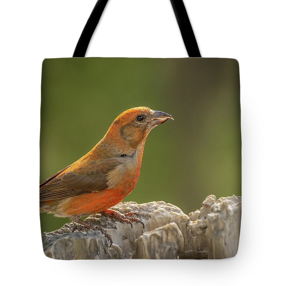 Bird Tote Bag featuring the photograph Adult Male Red Crossbill by Constance Puttkemery