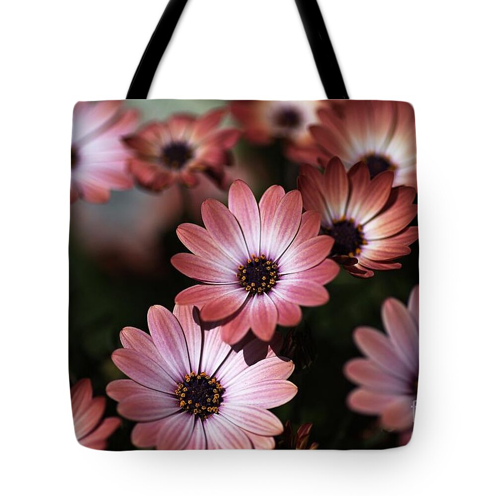 Osteospermum Tote Bag featuring the photograph African Daisy Zion Red by Joy Watson