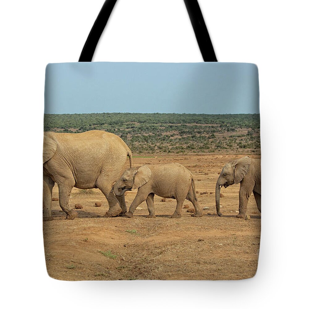 Africa Tote Bag featuring the photograph African elephant family in a row in South Africa by Patricia Hofmeester