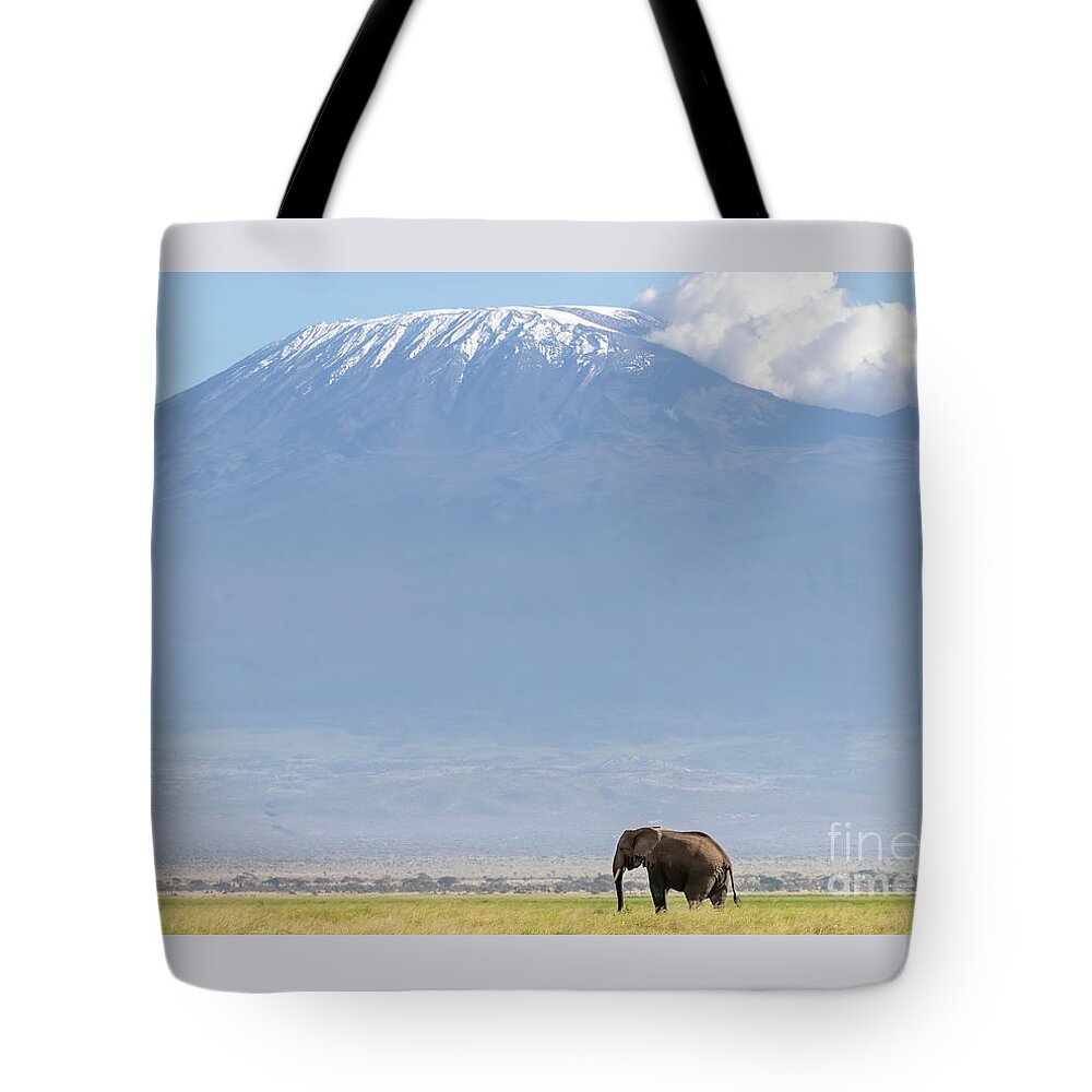 Elephant Tote Bag featuring the photograph African elephant walks across the grassland of Amboseli National park, Kenya. A snow covered Mount Kilimajaro can be seen in the background. by Jane Rix