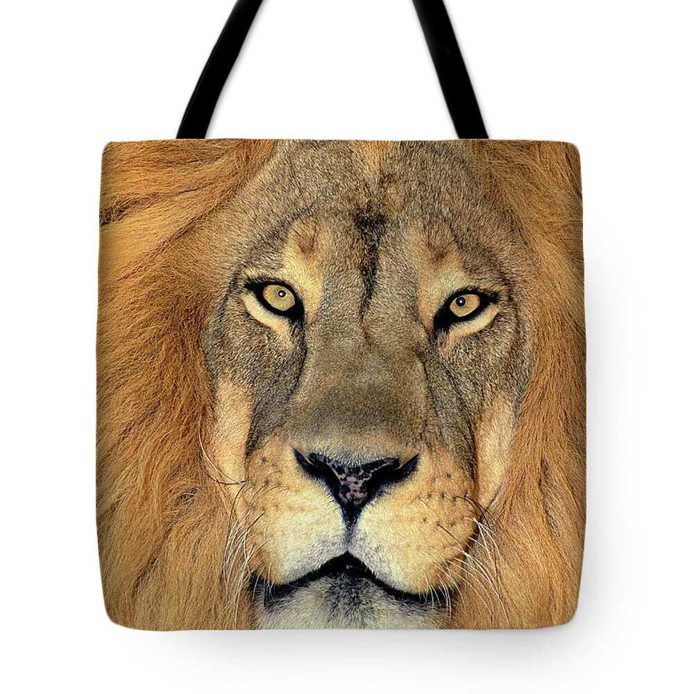 African Lion Tote Bag featuring the photograph African Lion Portrait Wildlife Rescue by Dave Welling