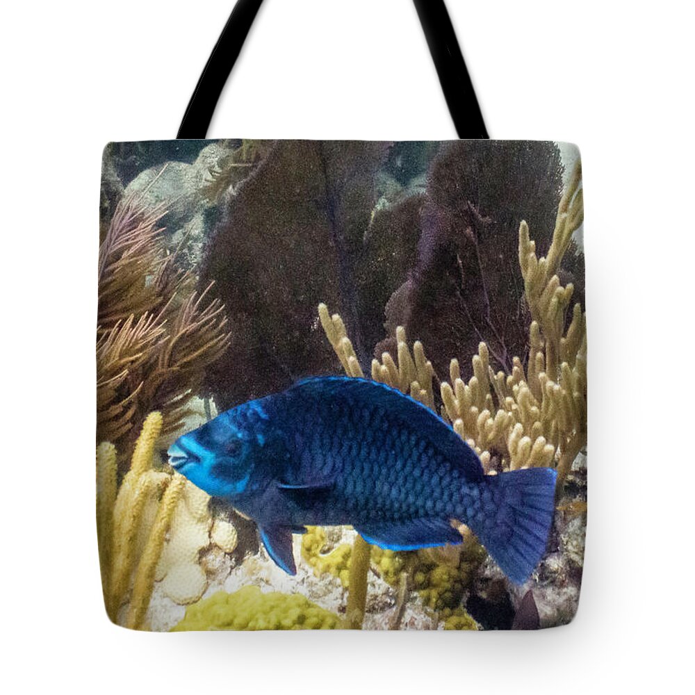 Animals Tote Bag featuring the photograph After Midnight by Lynne Browne