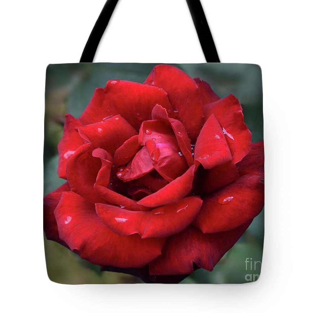 Rain Tote Bag featuring the photograph After Rain Beauty Of Dark Red Rose by Leonida Arte