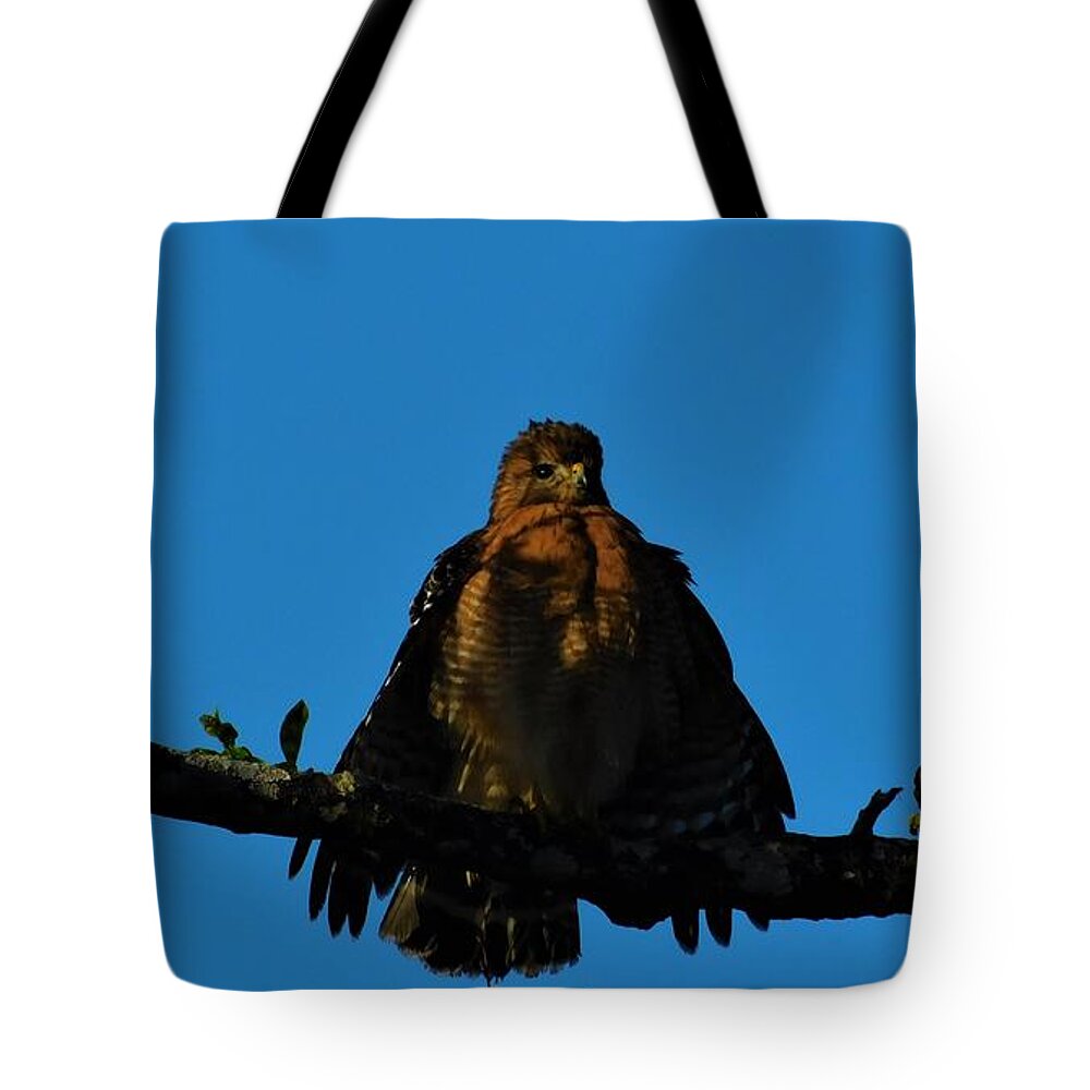 Hawk Tote Bag featuring the photograph Air Dry by Carl Moore