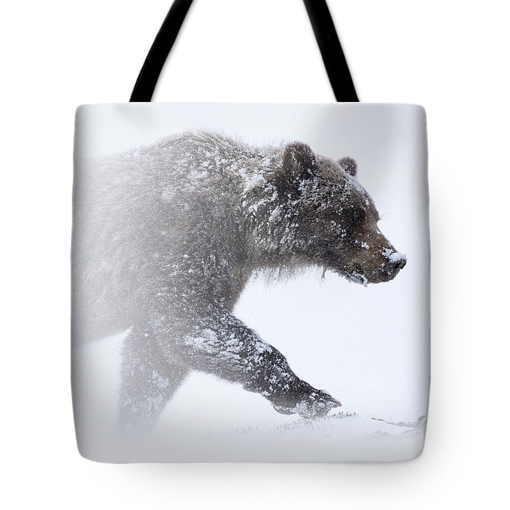 Snow Tote Bag featuring the photograph Alaska - grizzly bear in Denali national park by Olivier Parent