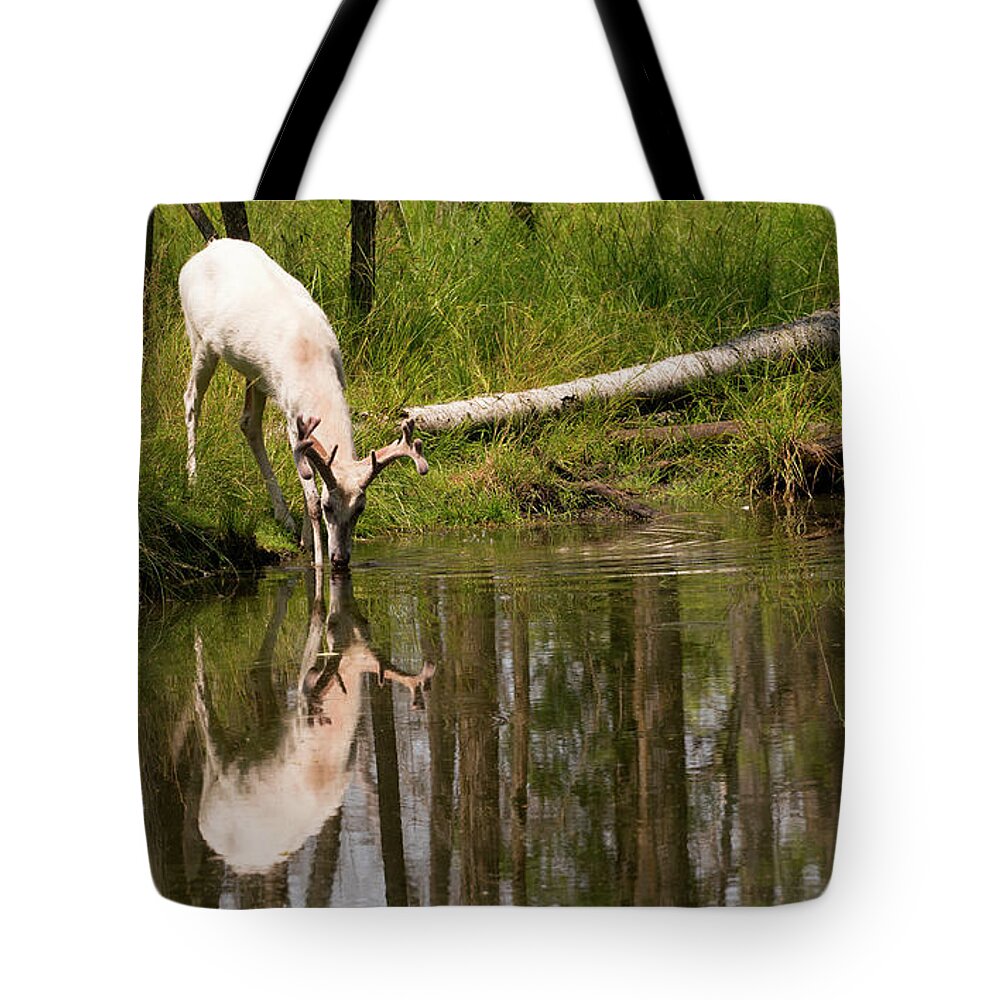 Albino Deer Tote Bag featuring the photograph Albino Deer Reflection by Rick Wilking