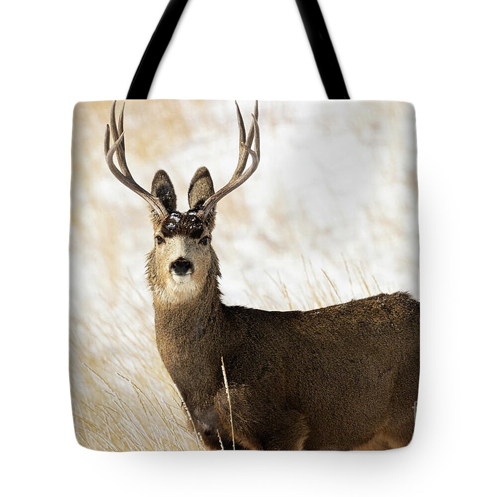 Deer Tote Bag featuring the photograph Alert Buck by Steven Krull