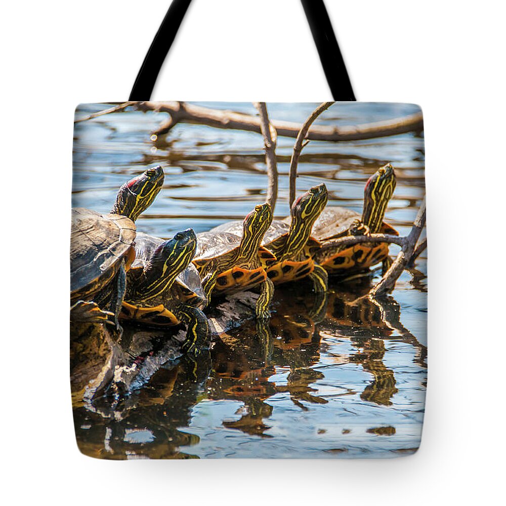 Amphibian Tote Bag featuring the photograph All In A Row by Cathy Kovarik