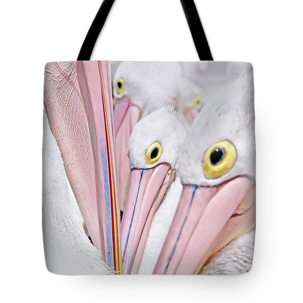 Many Australian Pelicans Tote Bag featuring the photograph All In It Together by Az Jackson