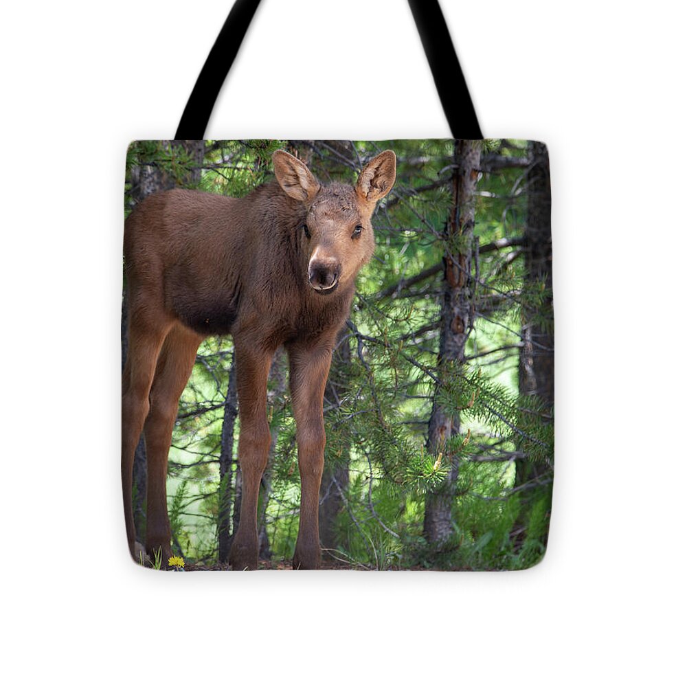 Moose Tote Bag featuring the photograph All Legs by Darlene Bushue