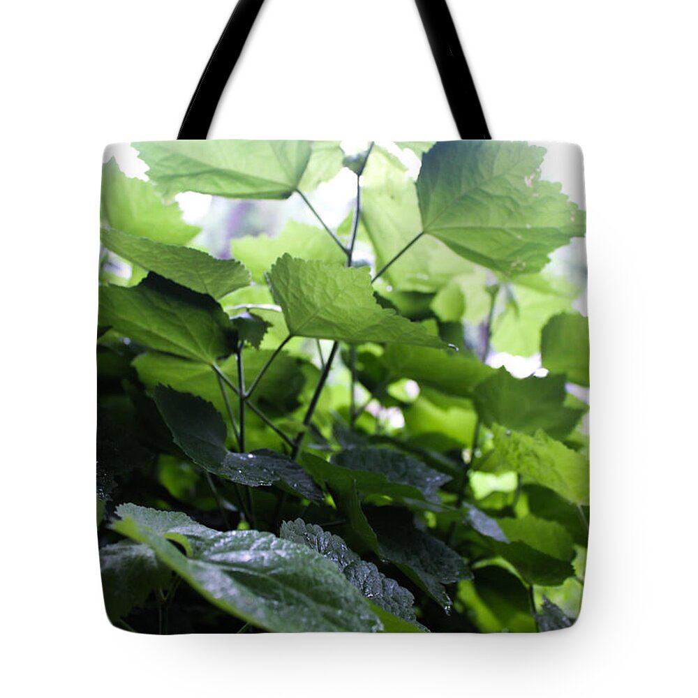 Malvaviscus Arboreus Tote Bag featuring the photograph All the Greens by W Craig Photography